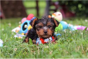 Popper - puppy for sale