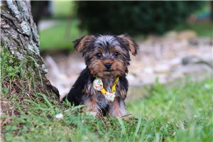 Marcus - Yorkshire Terrier - Yorkie for sale