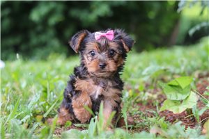Penn - Yorkshire Terrier - Yorkie for sale