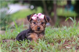 Peep - puppy for sale