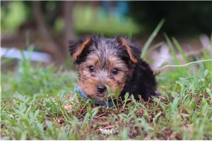 Pickle - puppy for sale