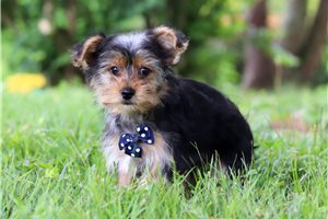James - Yorkshire Terrier - Yorkie for sale
