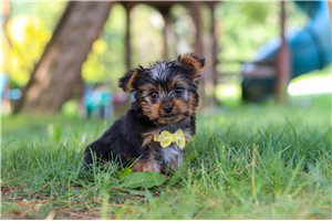Marcus - Yorkshire Terrier - Yorkie for sale