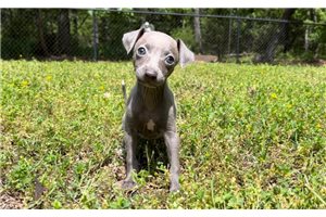 Kourtney - Italian Greyhound for sale