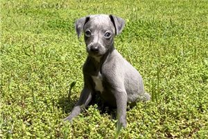 Carlos - Italian Greyhound for sale