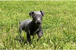 Cassius - Italian Greyhound for sale