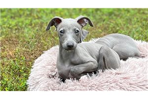 Kole - Italian Greyhound for sale