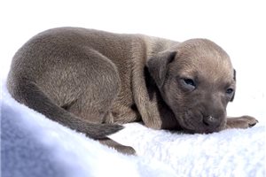 Barley - puppy for sale