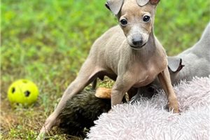 River - Italian Greyhound for sale