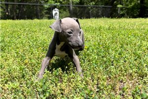 Basil - Italian Greyhound for sale