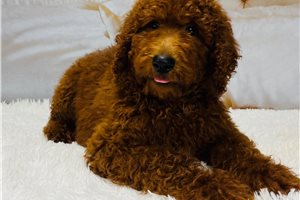 Scout - Goldendoodle for sale