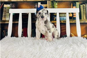 Louisa - puppy for sale