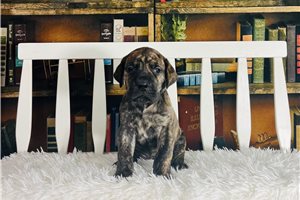 Lawrence - puppy for sale