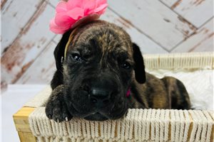 Madison - Great Dane for sale