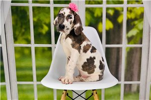 Leia - Great Dane for sale
