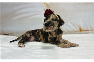 Margo - puppy for sale
