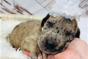 Mary - Great Dane for sale