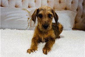 Daisy - Pooahoula for sale