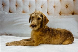 Douglas - puppy for sale
