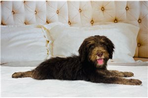 Devon - puppy for sale