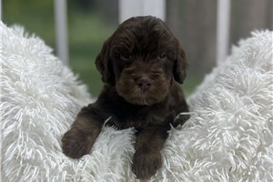 Drake - puppy for sale