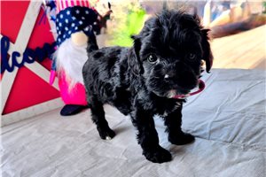 Misty - Cockapoo for sale