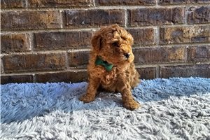 Forest - Cavapoo for sale