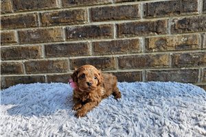 Lady - Cavapoo for sale