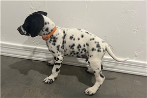 Orange - puppy for sale