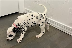 Pink - Dalmatian for sale