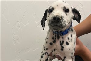 Blue - puppy for sale