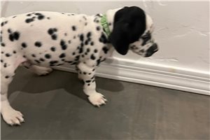 Baby Green - Dalmatian for sale