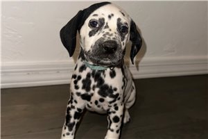 Baby Blue - puppy for sale