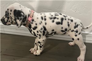 Baby Pink - Dalmatian for sale