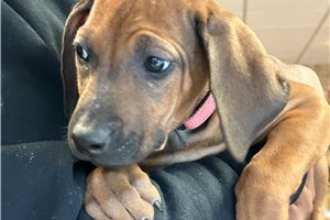 Nellie - puppy for sale