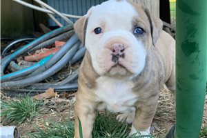 Justine - puppy for sale