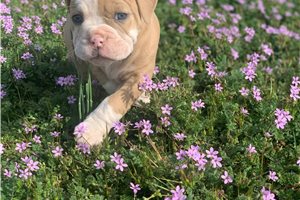 June Bug - puppy for sale