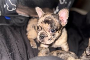 Macy - French Bulldog for sale