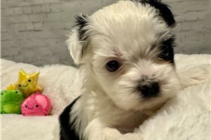 Willow - Shorkie for sale