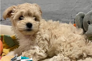 Dolly - Mixed/Other for sale