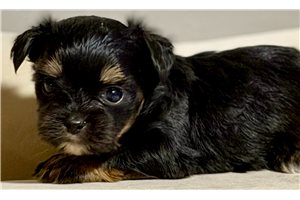 Nugget, a Shorkie puppy