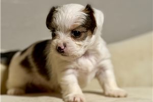 Nikolai - Shorkie for sale