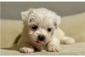 Natalie, a Shorkie puppy