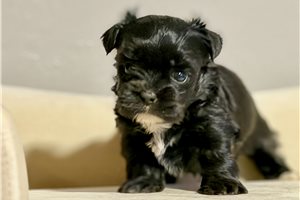 Newt, a Shorkie puppy