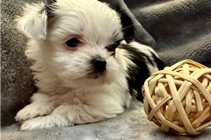 Willow - Shorkie for sale