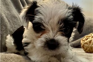 Andy - Shorkie for sale