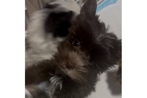 Milo - Yorkshire Terrier - Yorkie for sale