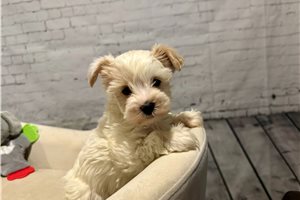 Weston - Yorkshire Terrier - Yorkie for sale