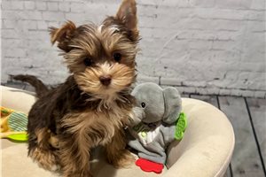 Matches - Yorkshire Terrier - Yorkie for sale