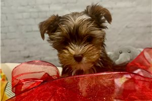 Matches - Yorkshire Terrier - Yorkie for sale